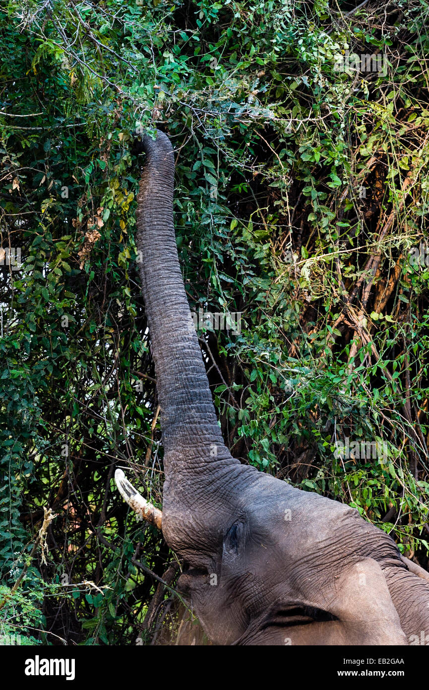 Einen afrikanischen Elefanten erstreckt sich der Stamm von einem Blätterdach ernähren. Stockfoto