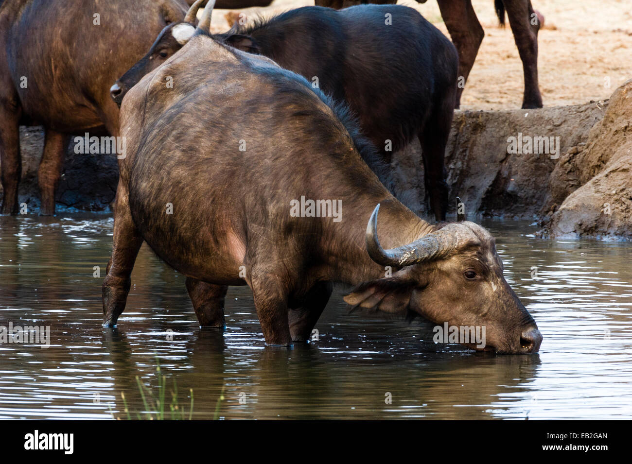 Kaffernbüffel trinken aus einem schwindenden Trockenzeit Wasserloch. Stockfoto