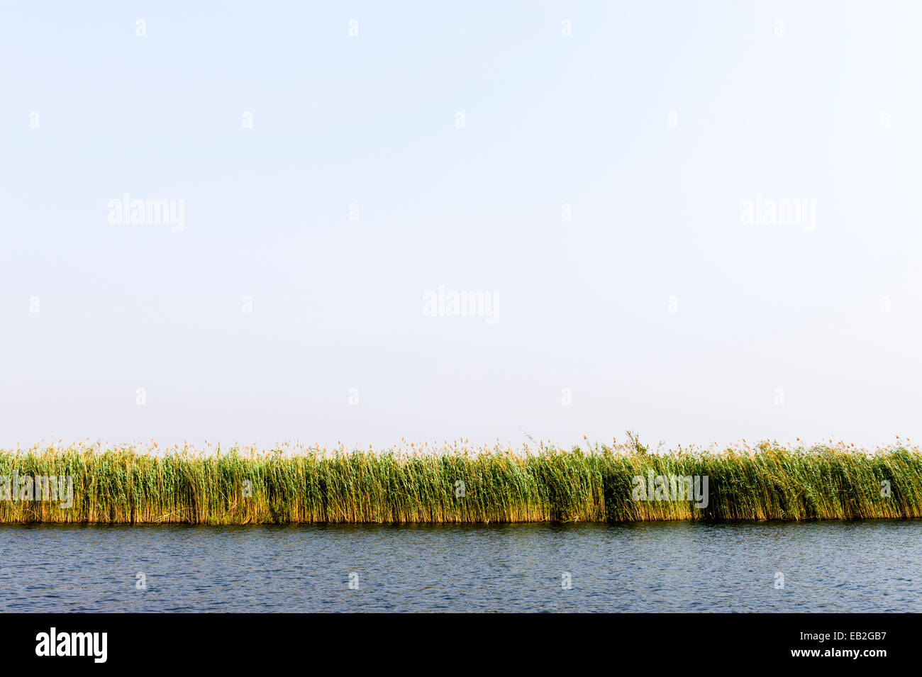 Eine Wand aus Schilf säumen die Ufer ein Feuchtgebiet in einem weiten Flussdelta. Stockfoto