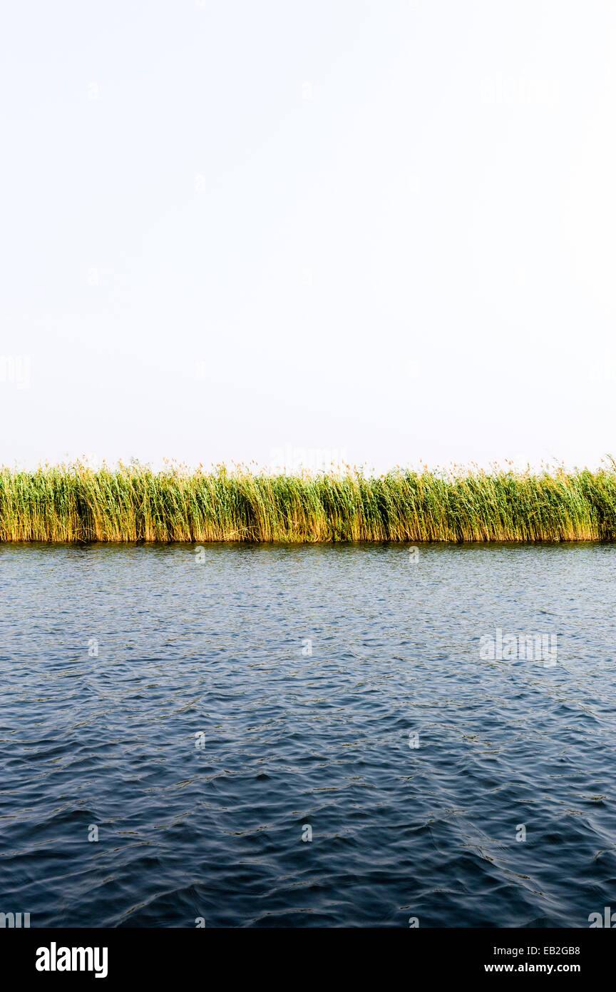 Eine Wand aus Schilf säumen die Ufer ein Feuchtgebiet in einem weiten Flussdelta. Stockfoto