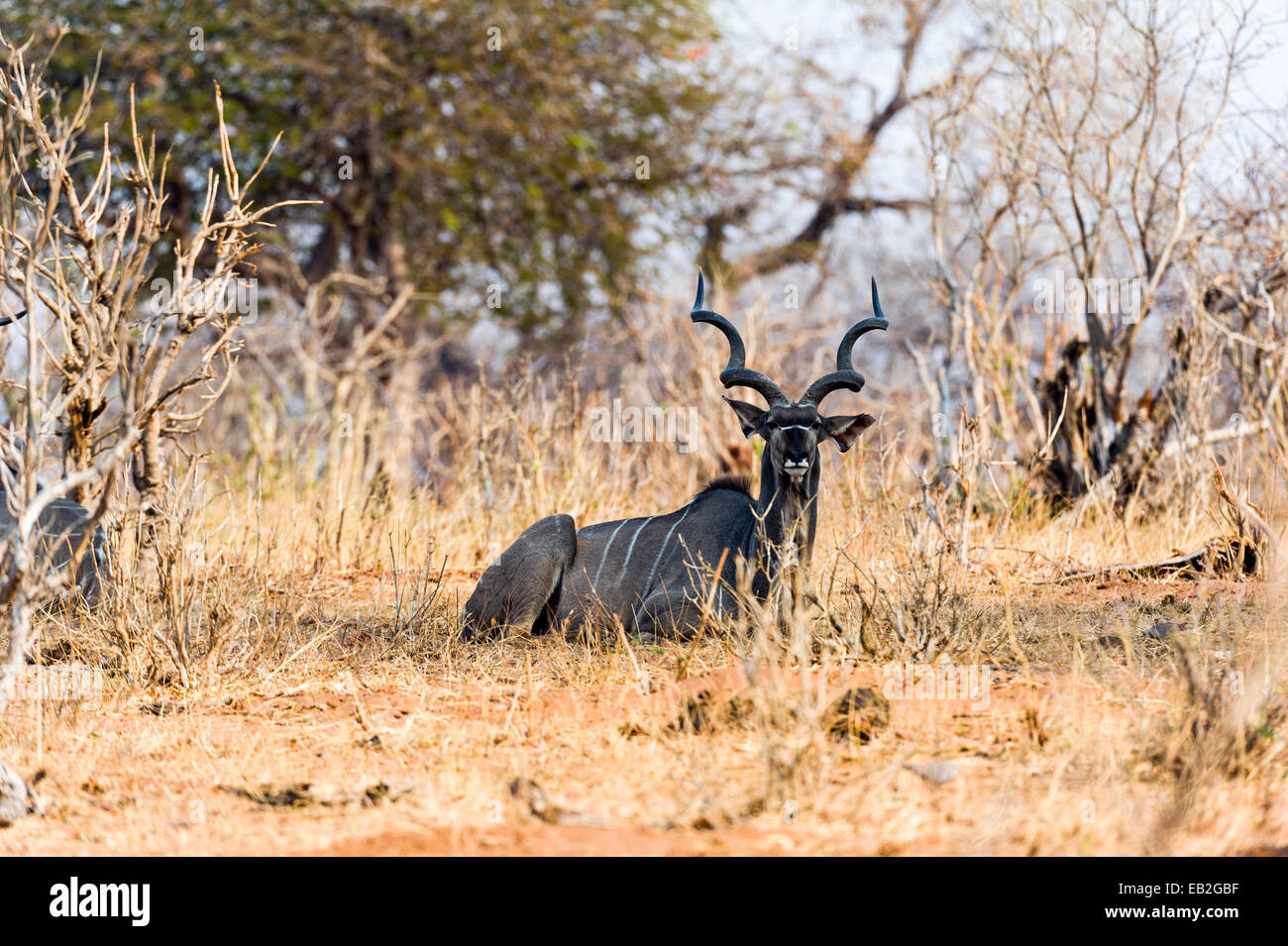 Eine große Kudu, Ausruhen im Schatten in der sengenden Trockenzeit. Stockfoto