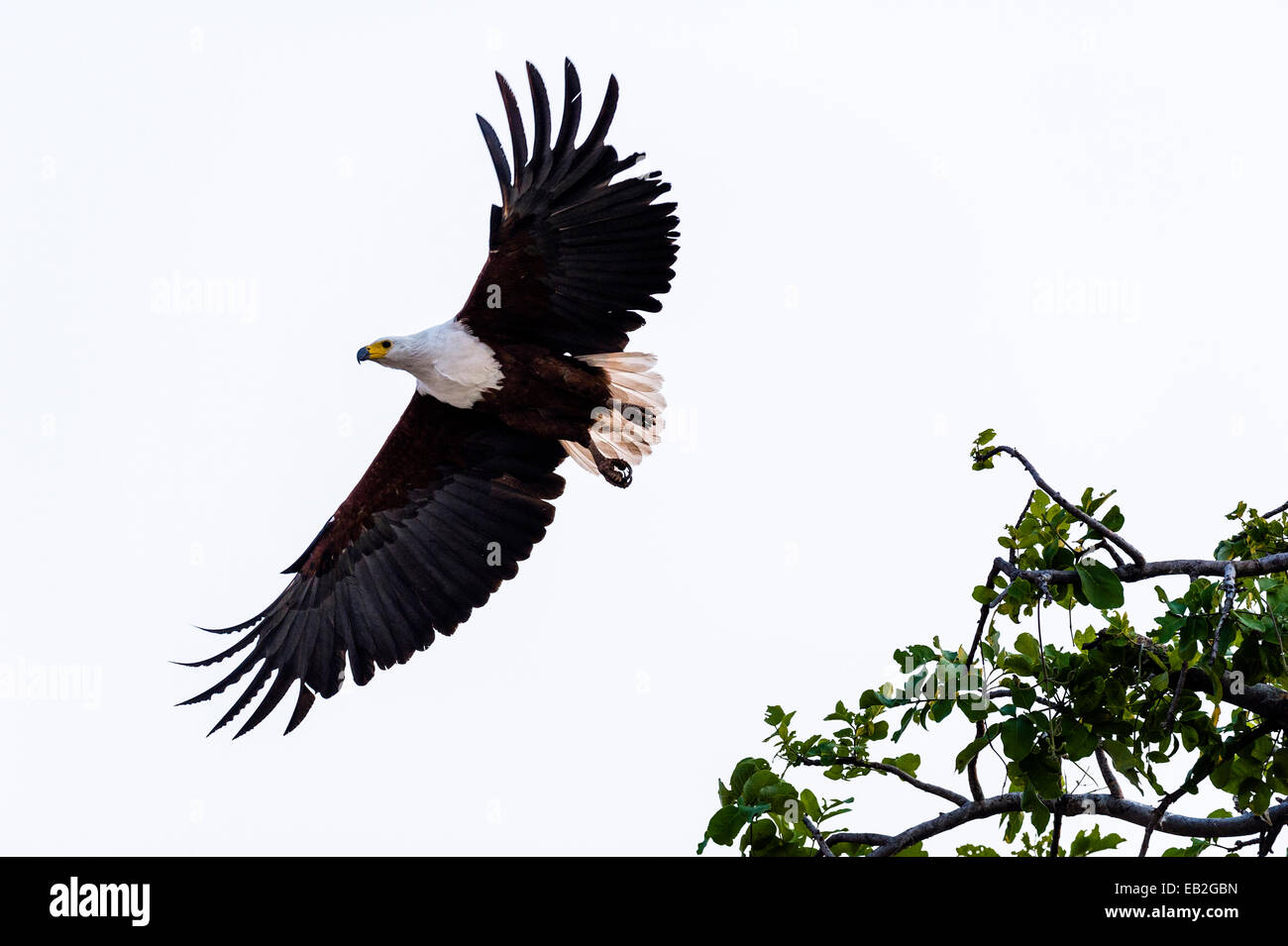 Ein afrikanischer Fisch-Adler breitet seine Flügel wie es in Flug startet. Stockfoto