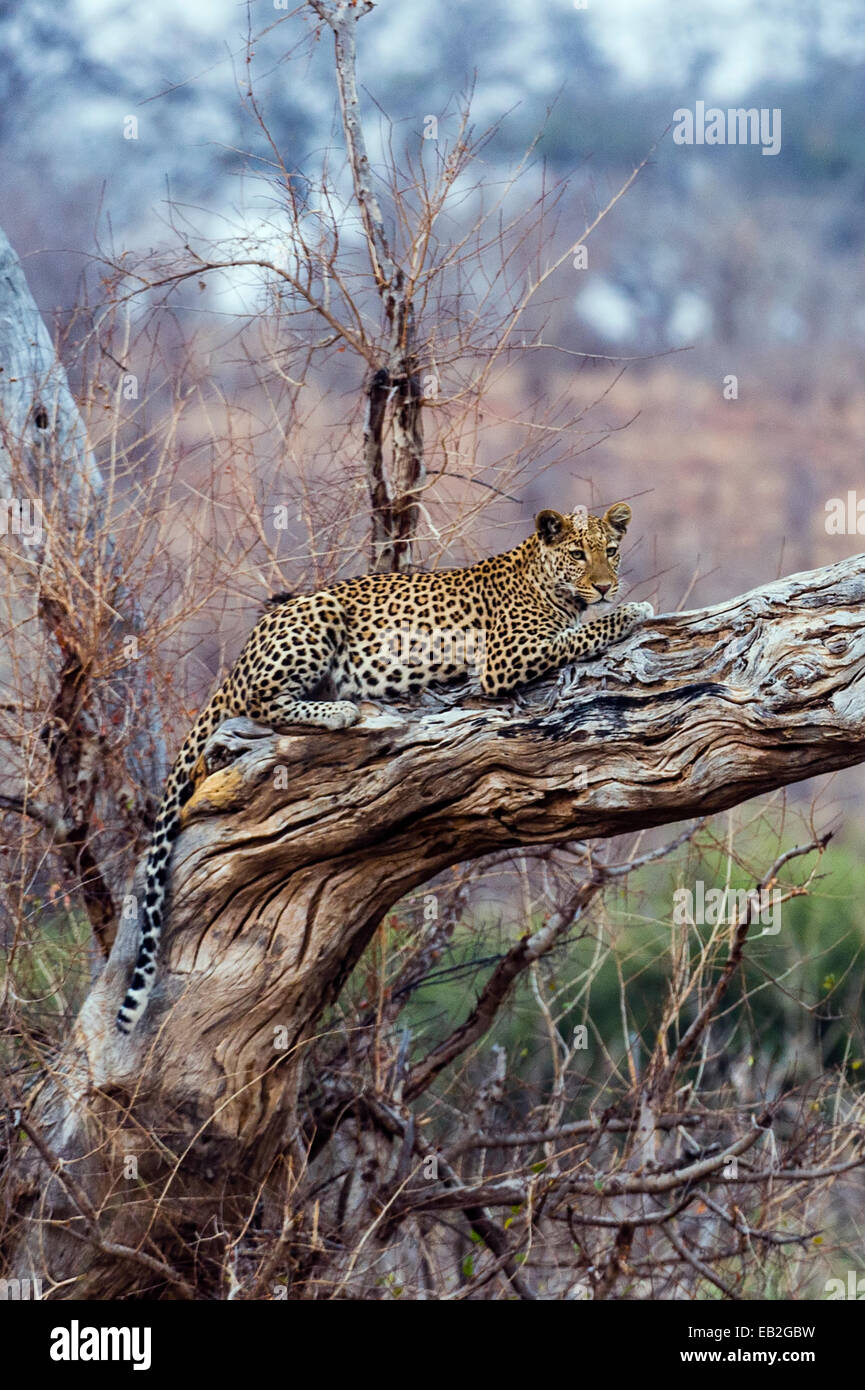 Ein Leopard ruht auf einem abgestorbenen Baum Hirsch als die Hitze des Tages schwindet. Stockfoto