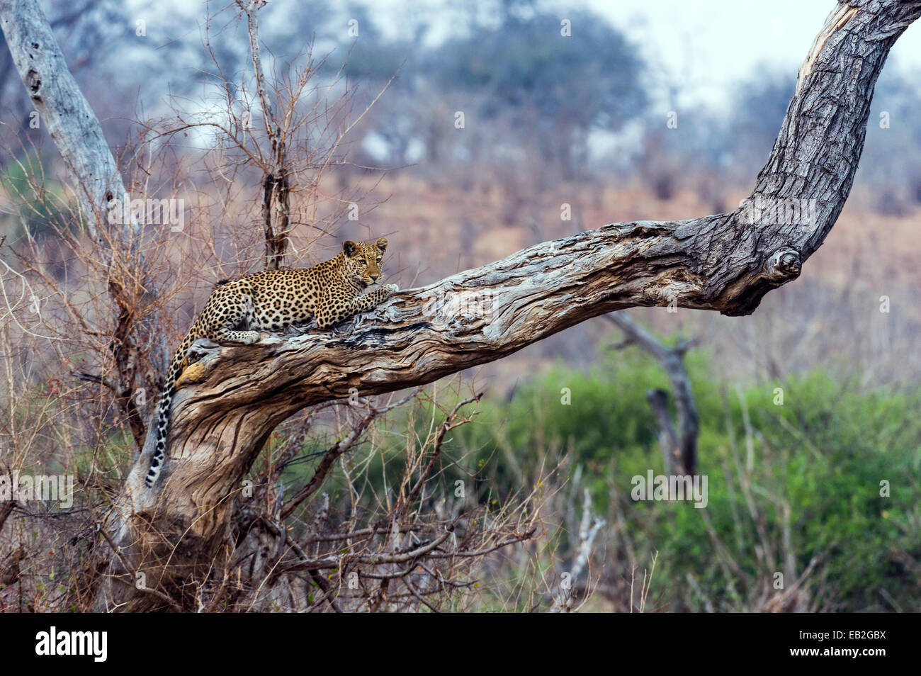 Ein Leopard ruht auf einem abgestorbenen Baum Hirsch als die Hitze des Tages schwindet. Stockfoto