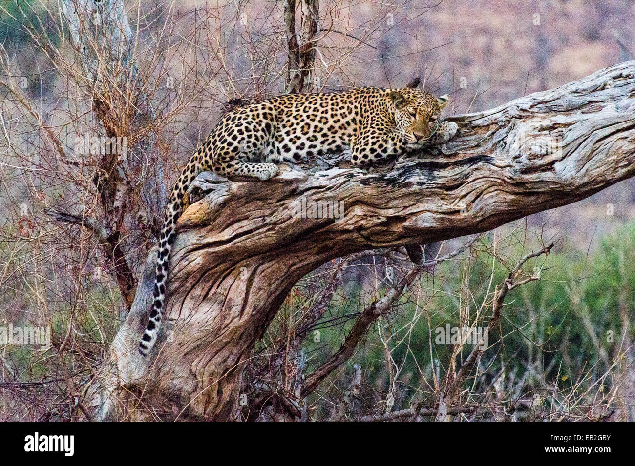 Ein Leopard, schlafen auf einem abgestorbenen Baum Hirsch als die Hitze des Tages schwindet. Stockfoto