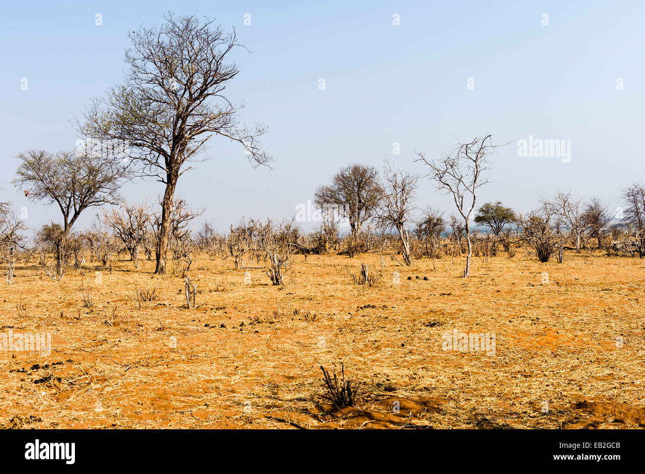 Dürr und verbrannten Bushveld Wald auf dem Höhepunkt der Trockenzeit. Stockfoto