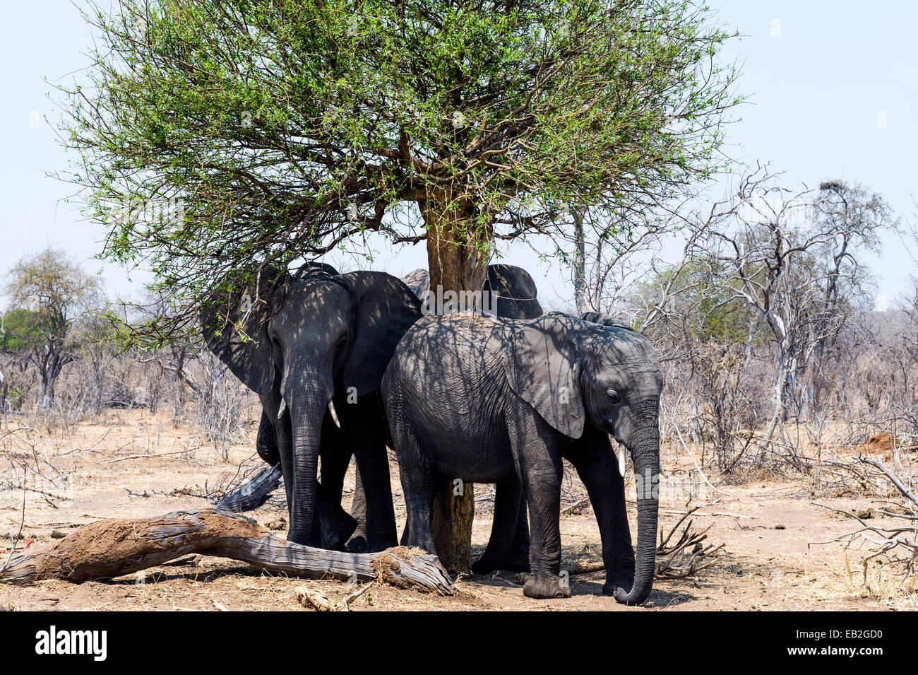 Afrikanische Elefanten Schutz vor der sengenden Sonne unter einem Bäume Schatten. Stockfoto