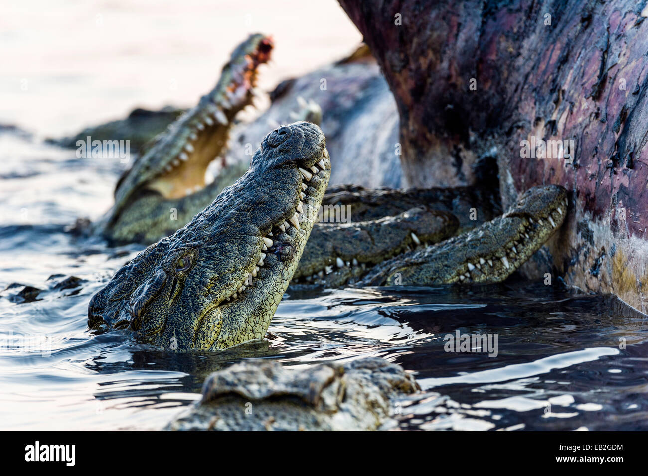 Nil-Krokodile fest auf die verwesende Leiche ein Nils Nilpferd. Stockfoto