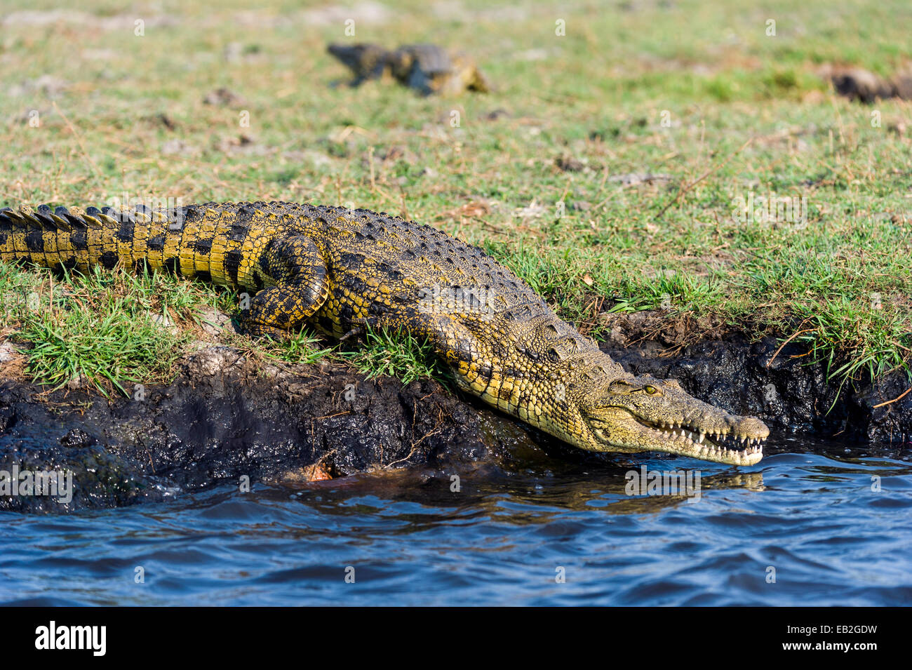 Eine Nil-Krokodil, ein Feuchtgebiet von einem grasbewachsenen Ufer schieben. Stockfoto