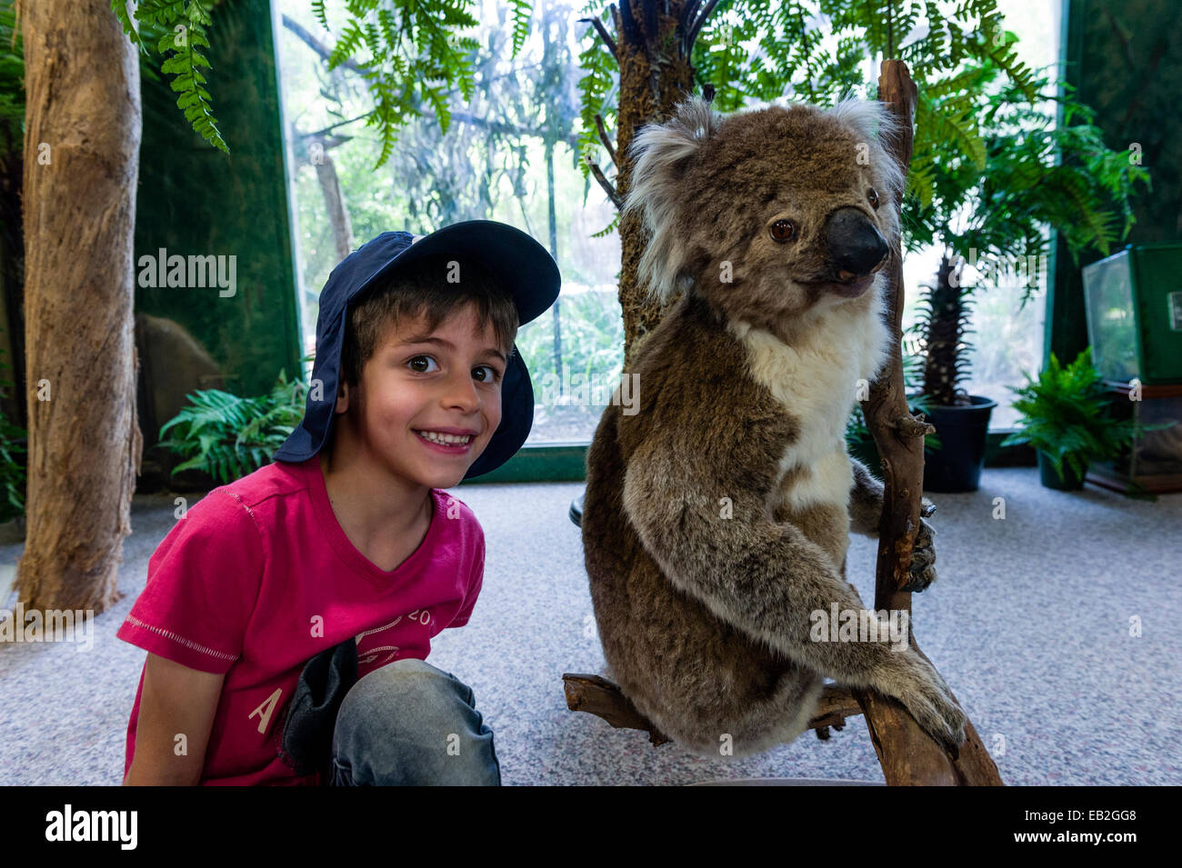Ein Schuljunge saß ein Präparatoren Koala in einem Klassenzimmer Zoo für Kinder. Stockfoto