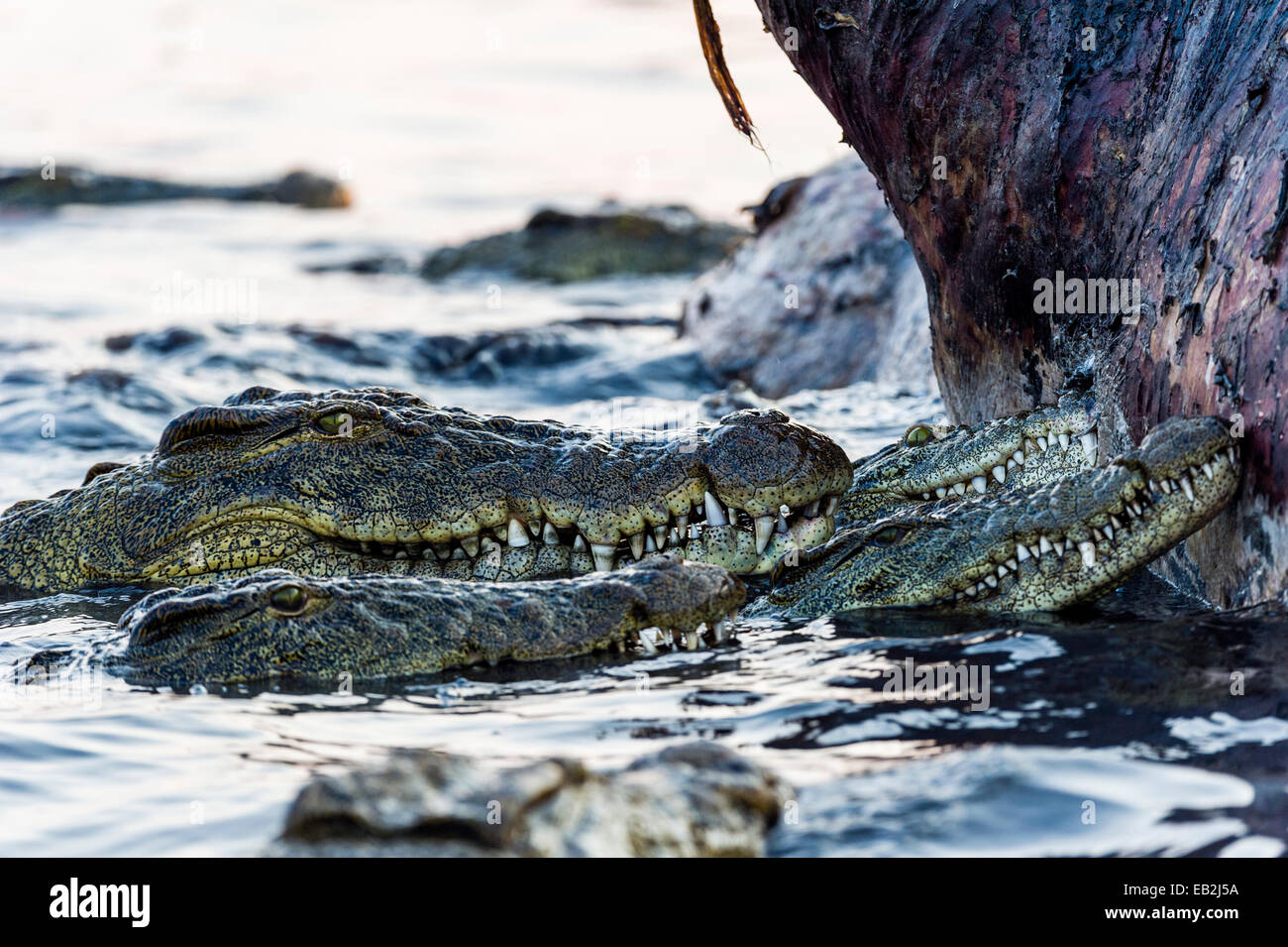 Nil-Krokodile in ein gefundenes Fressen umgeben einen aufgeblähten Nils Nilpferd Kadaver. Stockfoto