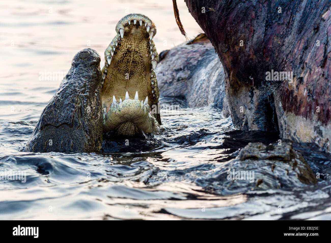 Nil-Krokodile in ein gefundenes Fressen clash Kiefer während der Kämpfe über Nils Nilpferd Kadaver. Stockfoto
