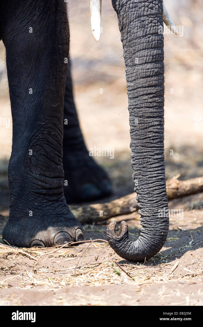 Die faltigen, ledrigen Stämme und die Nasenlöcher eines afrikanischen Elefanten. Stockfoto