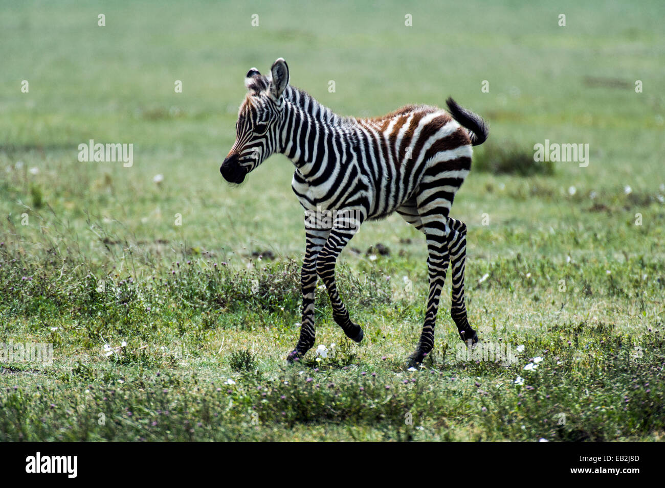 Ein Burchell Zebra Fohlen tänzeln durch die Savanne an einem sonnigen Tag. Stockfoto