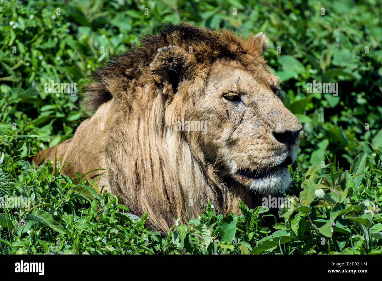 Ein männlicher afrikanischer Löwe einen Überblick über die Savanne aus einer bequemen Position ruht in einige Sträucher. Stockfoto