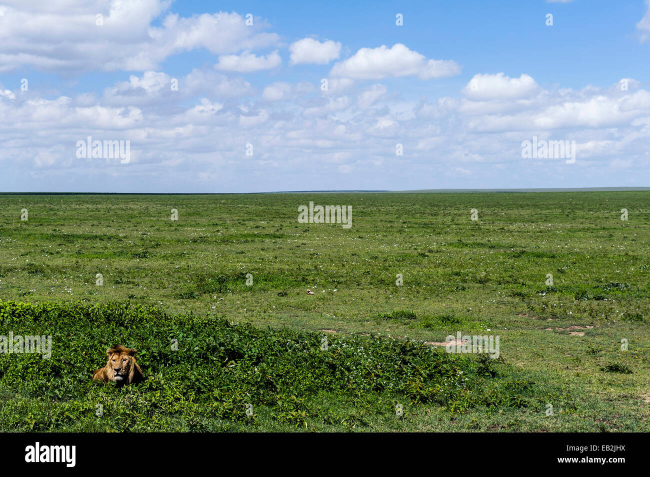 Ein männlicher afrikanischer Löwe ruht zwischen kleinen Sträuchern in der Savanne Ebene Beute warten. Stockfoto