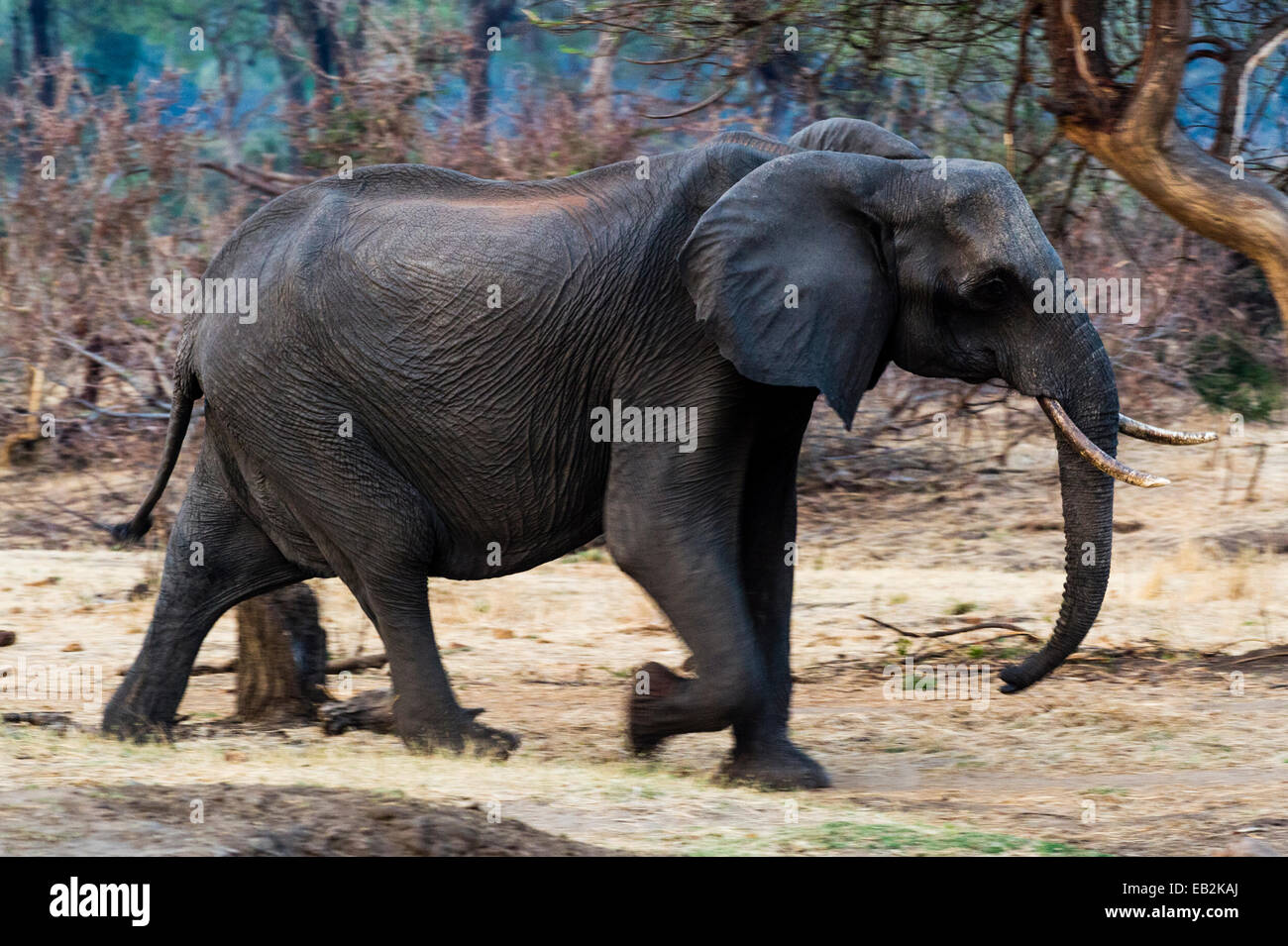 Einen afrikanischen Elefanten ein glühend heißen Tag zu einem Wasserloch hinterherzulaufen. Stockfoto