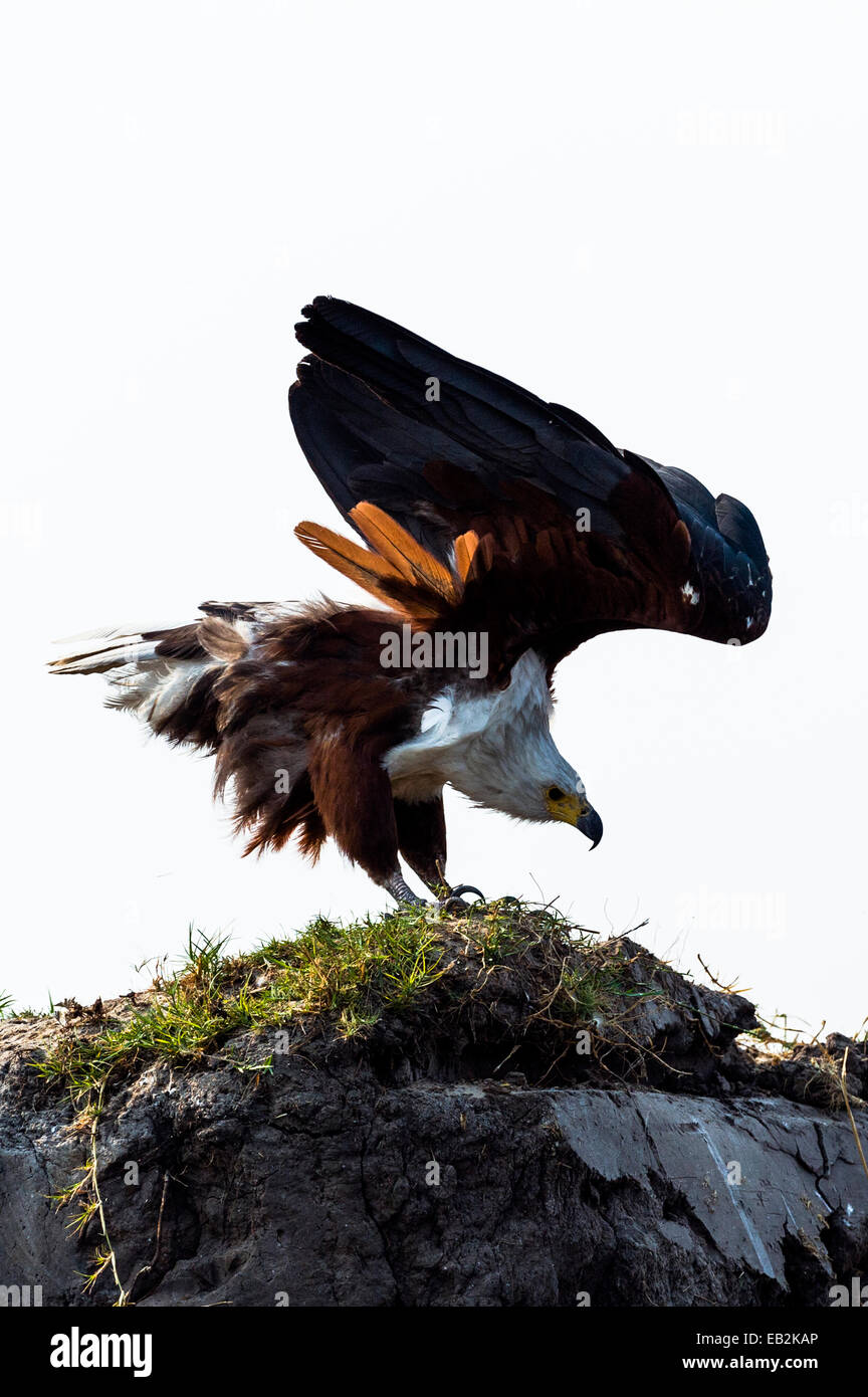 Ein African Fish Eagle spannt seine Flügel Vorbereitung bis zum Abflug. Stockfoto