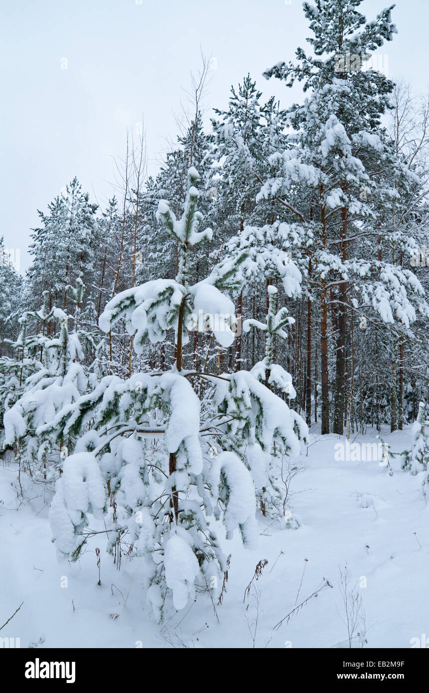 Winterlandschaft im verschneiten Wald Stockfoto