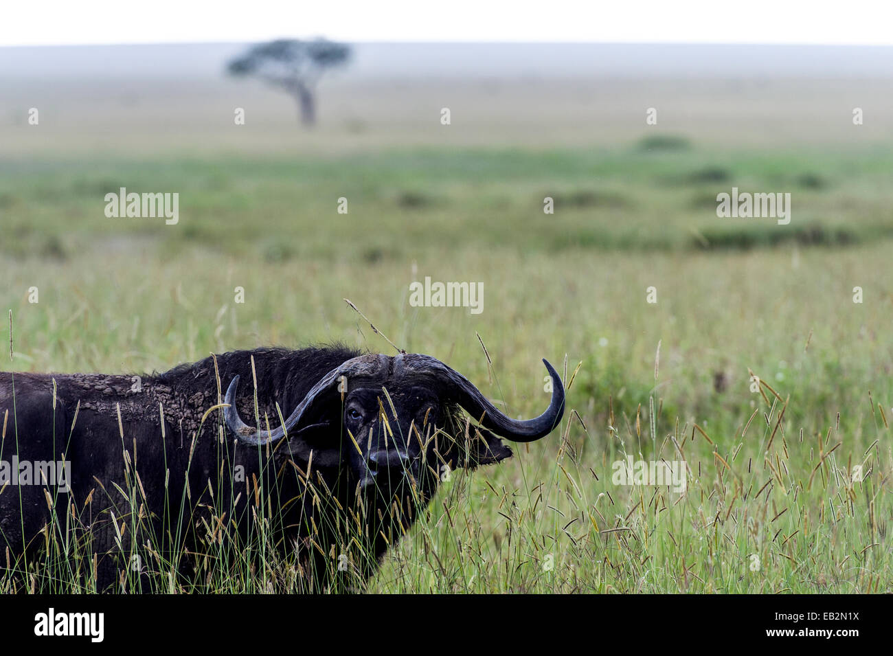 Ein vorsichtig afrikanischer Büffel späht durch hohe Gräser in der Savanne schlicht. Stockfoto