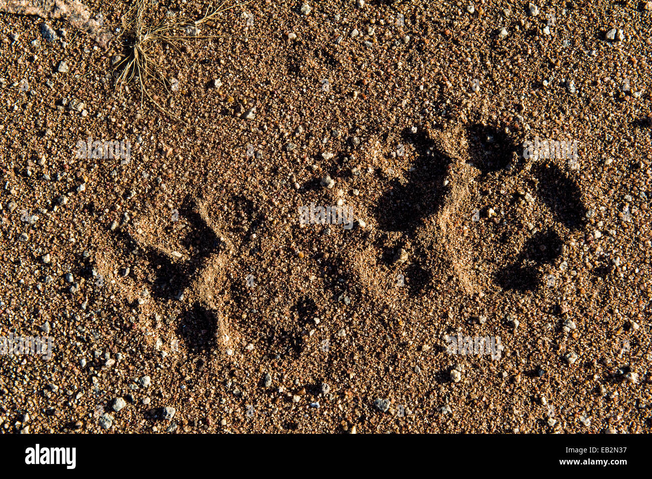 Die Pfotenabdrücke von einem afrikanischen Löwen in feuchten Sand in der Morgendämmerung. Stockfoto