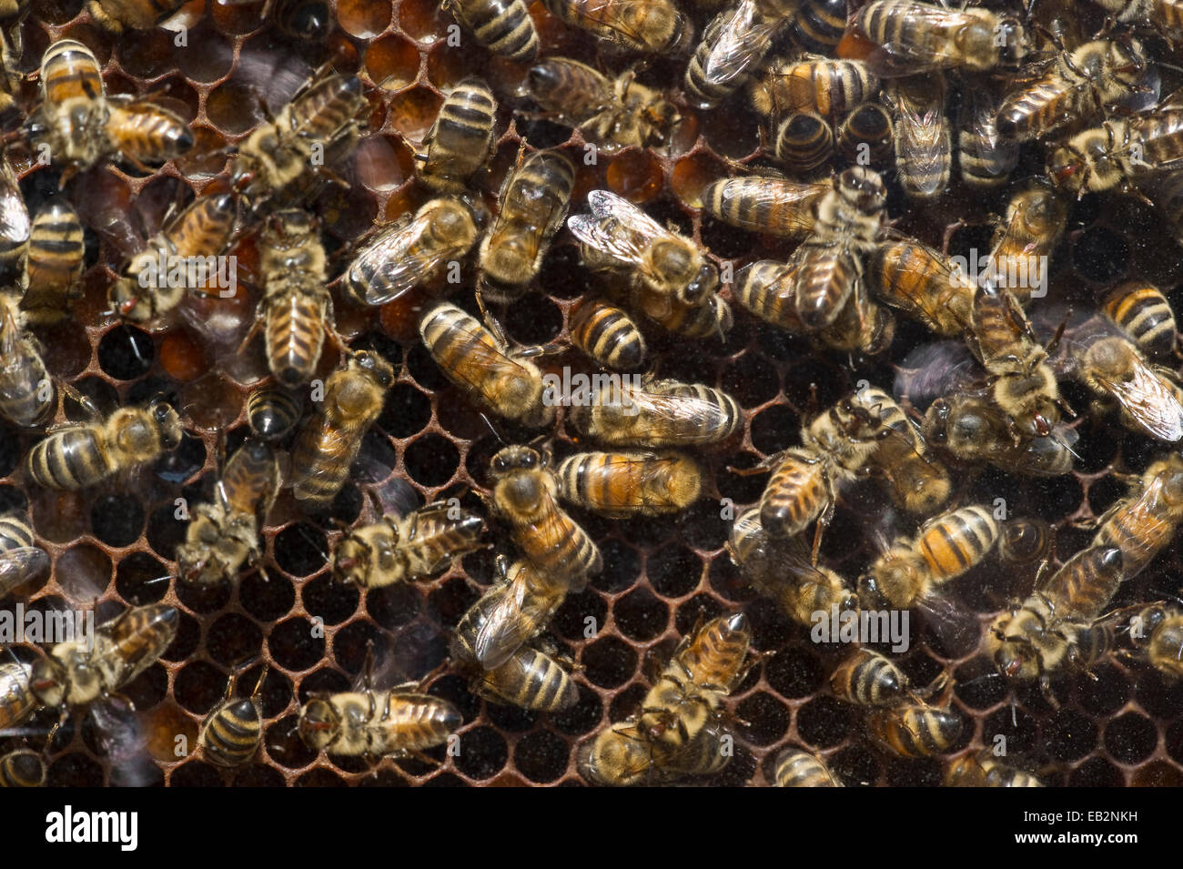 Honigbienen (Apis SP.) auf eine Honigwabe, Deutschland Stockfoto