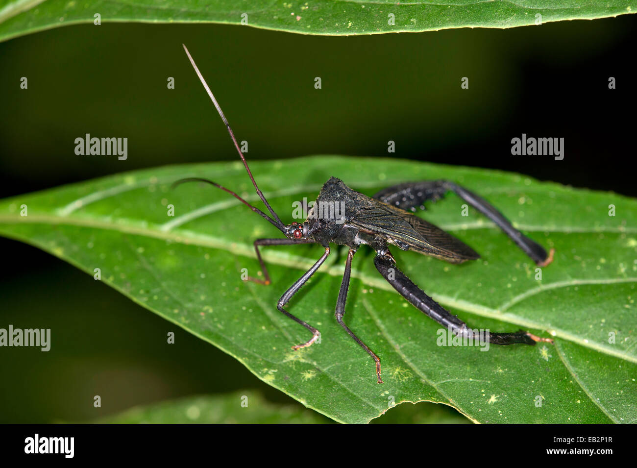Assassin-Bug (Reduviidae SP.), Naturschutzgebiet Tambopata, Region Madre De Dios, Peru Stockfoto
