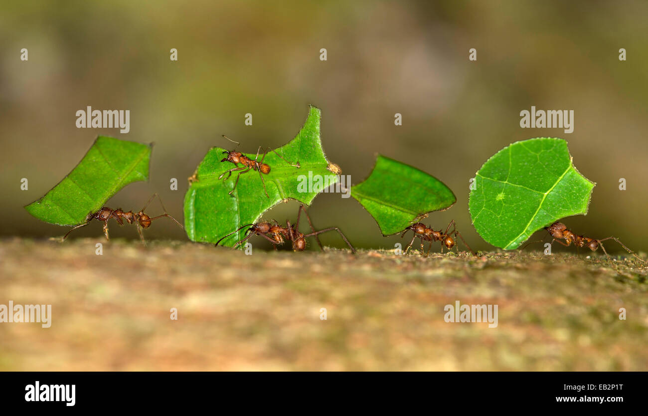 Blattschneiderameisen (Atta Cephalotes), Arbeitnehmer mit Blatt-Segmente zu ihrem Nest, Naturschutzgebiet Tambopata, Region Madre De Dios Stockfoto