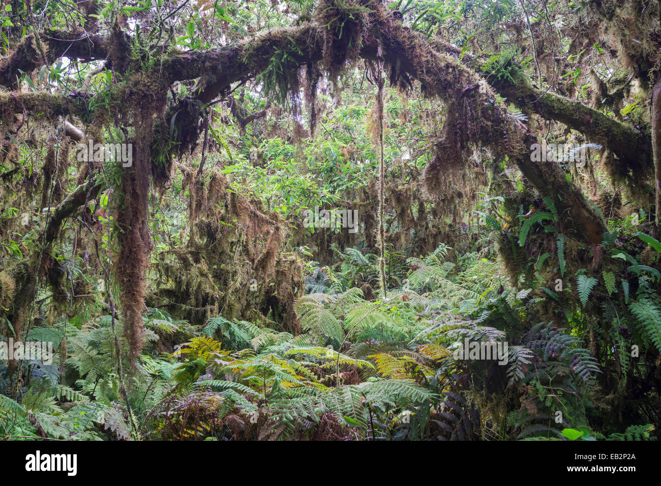 Regenwald, Isabela Island, Galápagos-Inseln, Ecuador Stockfoto