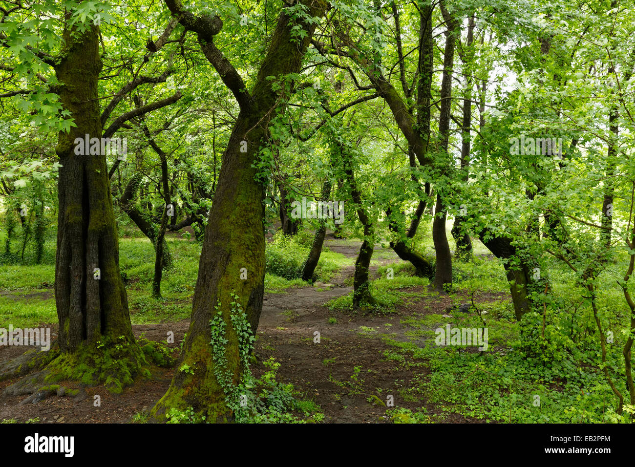 Auwaldes am Köycegiz-See mit Oriental Amber oder türkischen Sweetgum Bäume (Liquidambar Orientalis), Dalyan Stockfoto