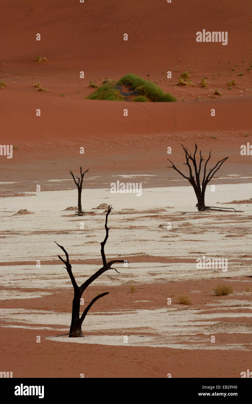 Tote Bäume im Dead Vlei oder Deadvlei, Namib, Hardap Region, Namibia Stockfoto