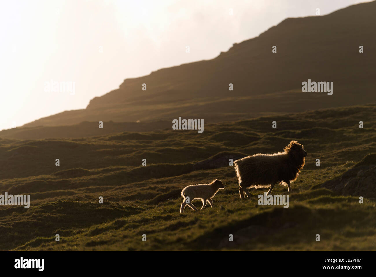 EWE mit einem Lamm mit Hintergrundbeleuchtung, Bøur, Vágar, Faroer Inseln, Dänemark Stockfoto
