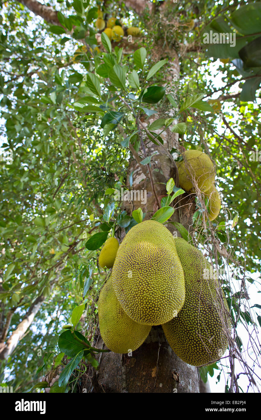 Jackfrucht oder Jack Tree (Artocarpus Heterophyllus), Frucht wächst auf dem Baum, Peermade, Kerala, Indien Stockfoto