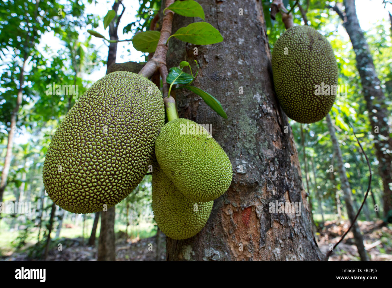 Jackfrucht oder Jack Tree (Artocarpus Heterophyllus), Frucht wächst auf dem Baum, Peermade, Kerala, Indien Stockfoto