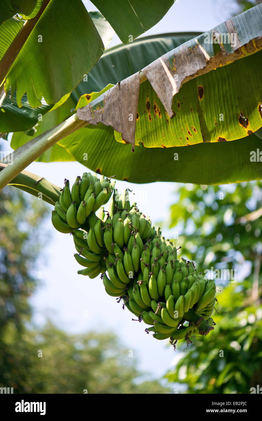 Bananenstaude (Musa Paradisiaca), Peermade, Kerala, Indien Stockfoto