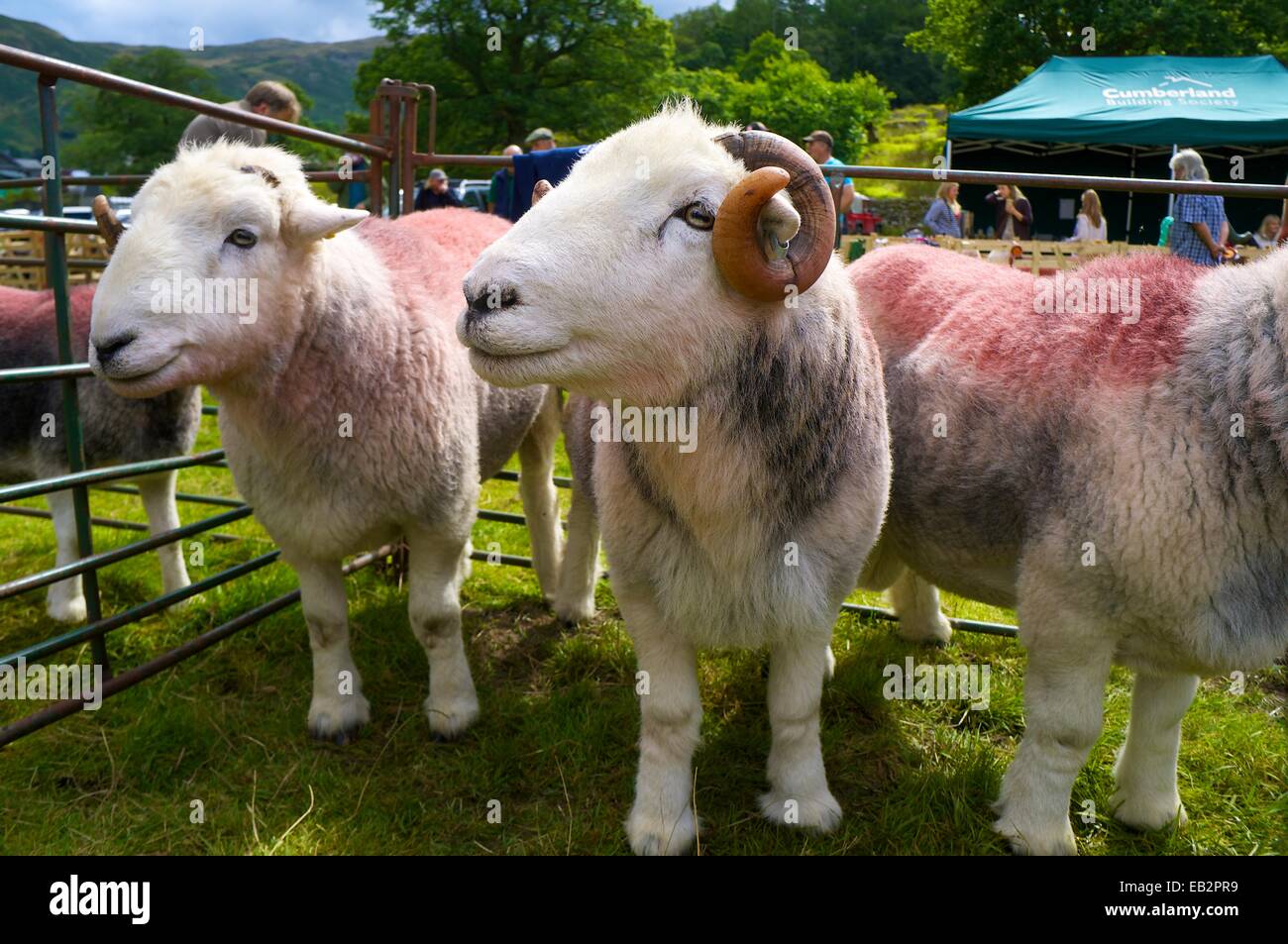 Drei Herdwick Schafe in einem Stift. Tag des Hundes Patterdale, Seenplatte, Cumbria, England, UK. Stockfoto