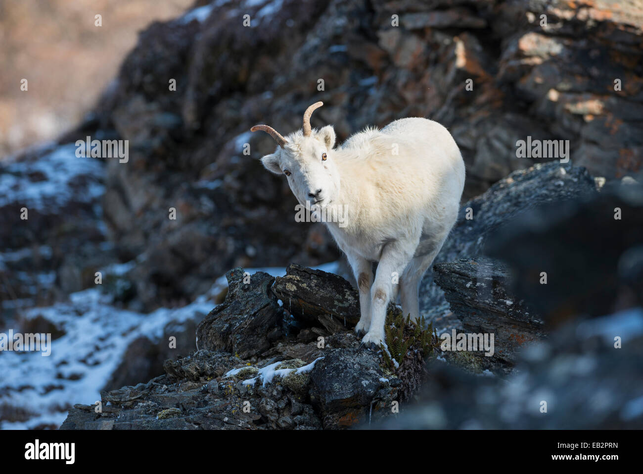 Dall-Schafe (Ovis Dalli), Denali National Park, Alaska, Vereinigte Staaten von Amerika Stockfoto