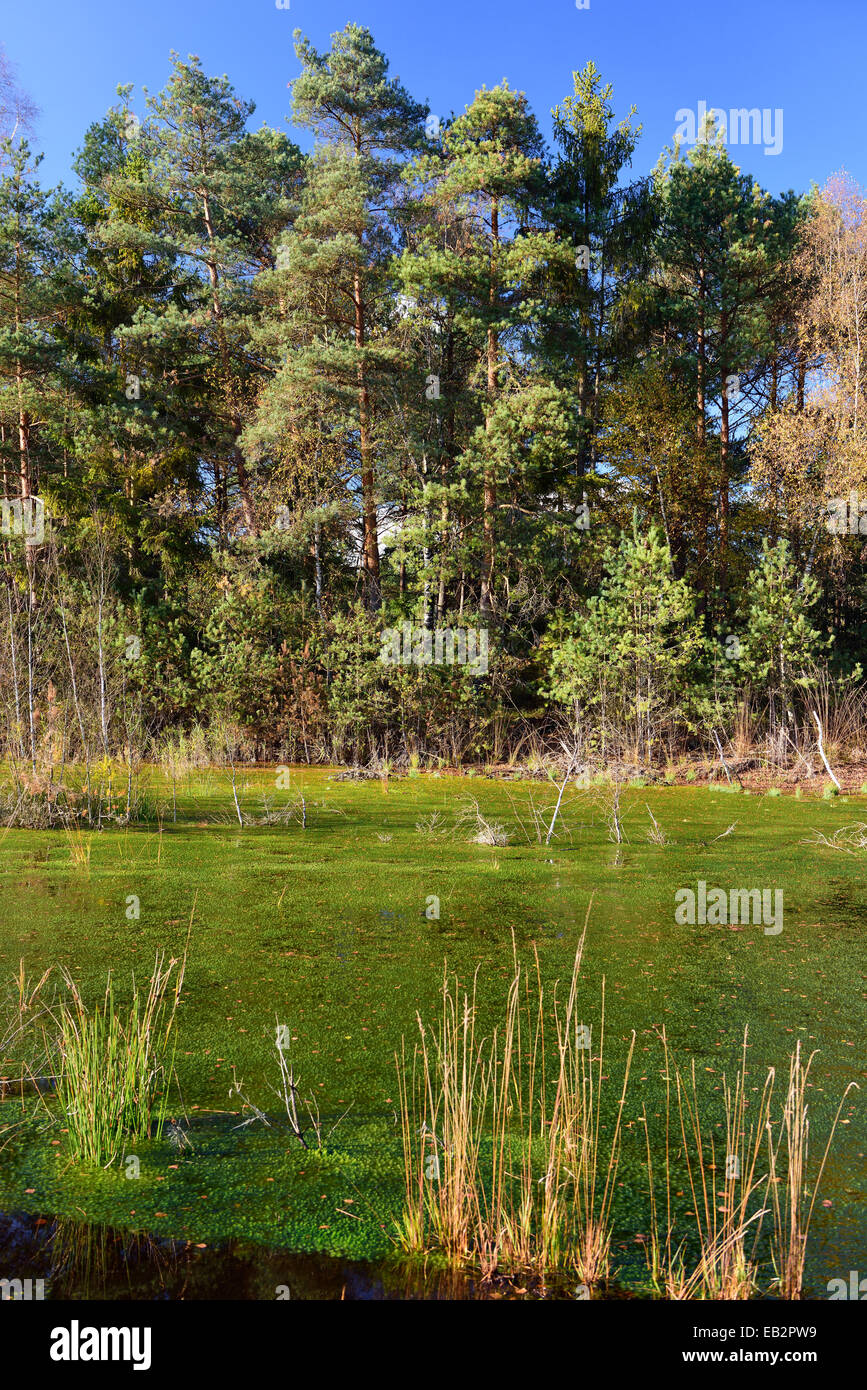 Renaturierte Hochmoor mit neu angebautem Torfmoos (Sphagum SP.) und lila Moor Grass (Molinia Caerulea), Grundbeckenmoor, Torfmoor Stockfoto