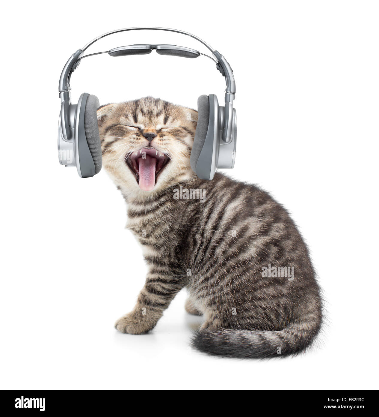 Singende Katze oder Kätzchen in Kopfhörer Musik hören isoliert Stockfoto