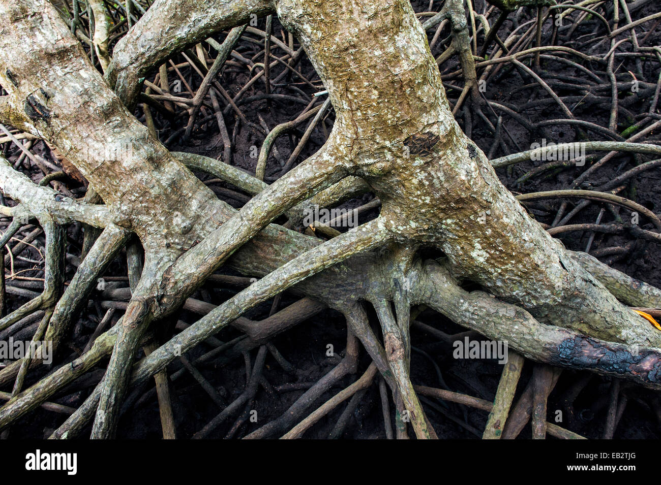 Das Wurzelsystem der verworrenen Baum von einem Mangrovenwald verankert in den Schlamm ein Gezeiten-Sumpf. Stockfoto