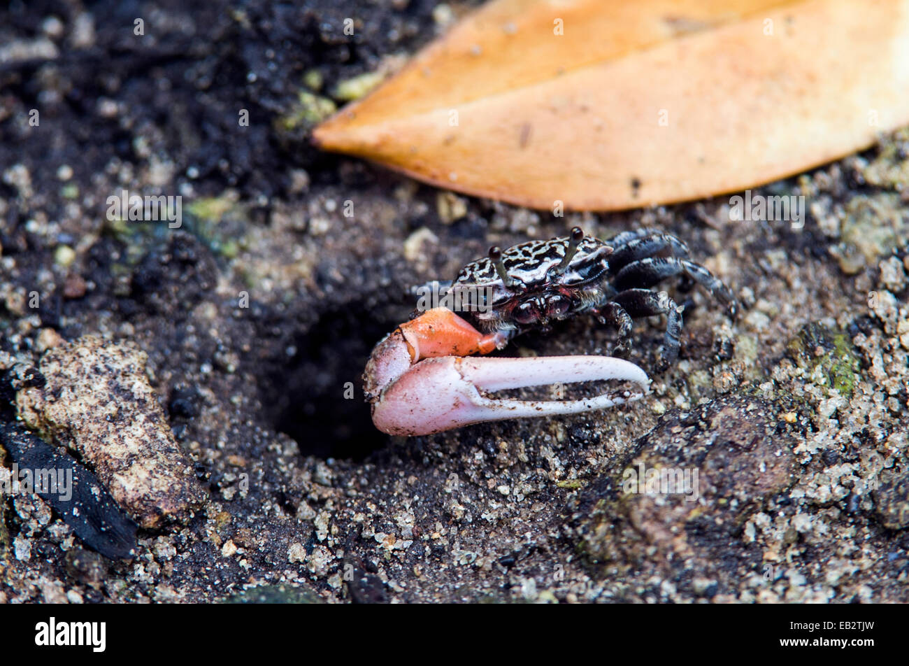 Eine Fiedlerkrabbe ergibt sich aus seiner Höhle im Schlamm von einem Mangrovenwald. Stockfoto