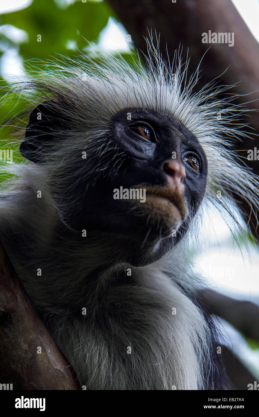 Die stacheligen Haaren eine Sansibar Red Colobus starren in den Baumkronen eines Korallen-Rag-Waldes. Stockfoto