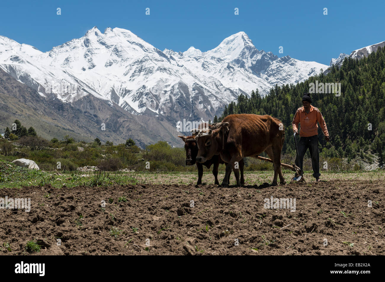 Bauern, die ein Feld mit einem Ochsen gezogenen Pflug Pflügen, Sangla Tal, Chitkul, Himachal Pradesh, Indien Stockfoto