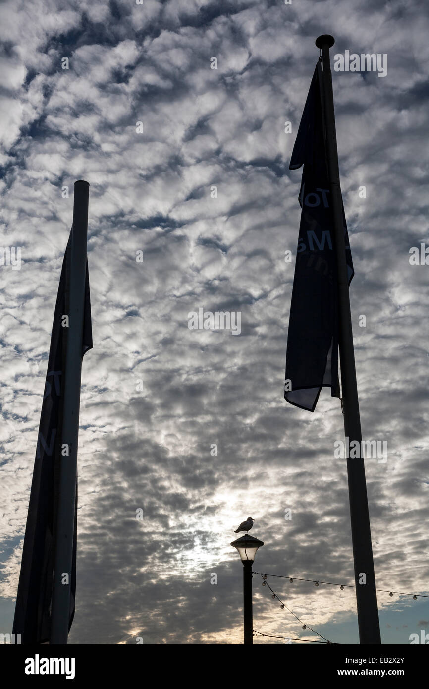 Möwe auf Lampost, Cirrocumulus, Altocumulus, Herbst, schön, Schönheit, blau, hell, Cirro-Cumulus klar, Klima, Wolke, clo Stockfoto