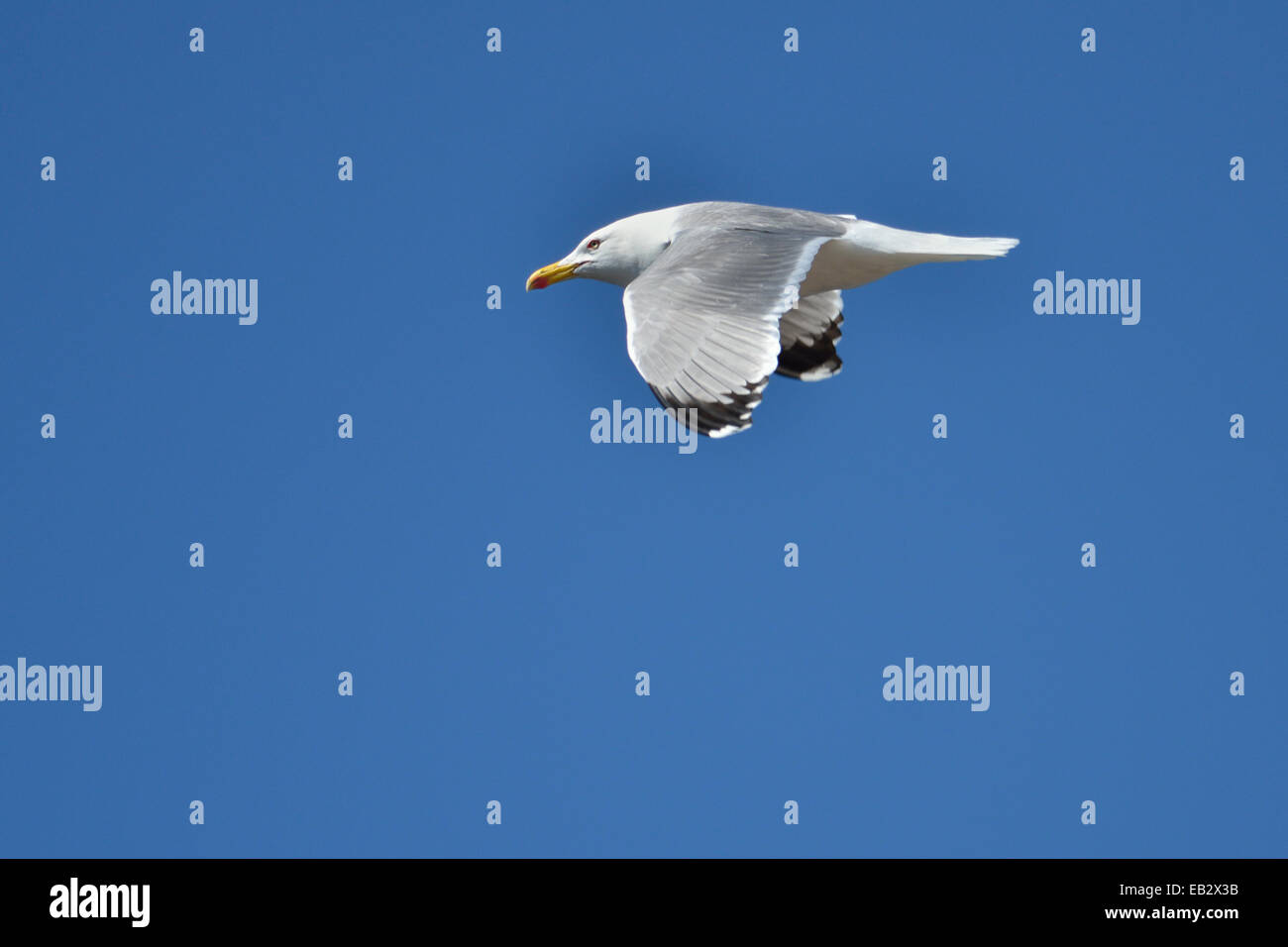 Gelb-legged Möve (Larus Yellow-legged) vor einem blauen Himmel, Naturpark Sa Dragonera, Mallorca, Balearen, Spanien Stockfoto