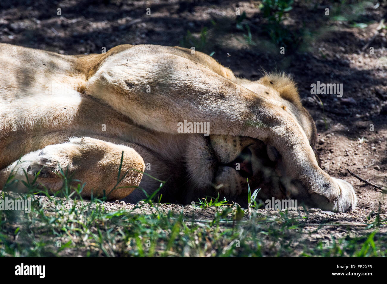 Einen afrikanischen Löwen schützt ihr Gesicht vor Pest fliegen und die helle Sonne, während es schläft. Stockfoto