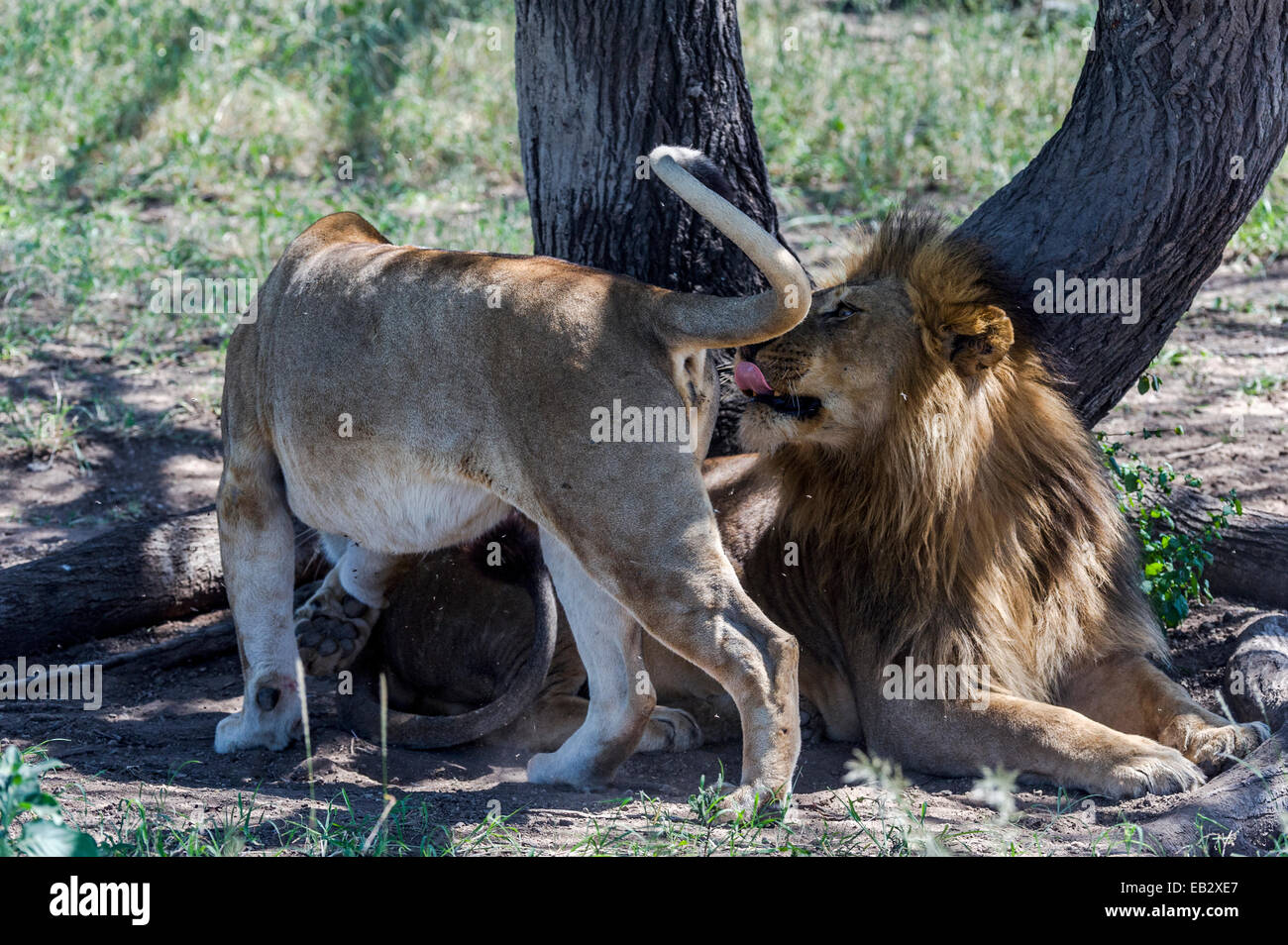 Ein männlicher afrikanischer Löwe leckt sich die Lippen bei einer Flehmen Reaktion mit einer Löwin in Brunst. Stockfoto