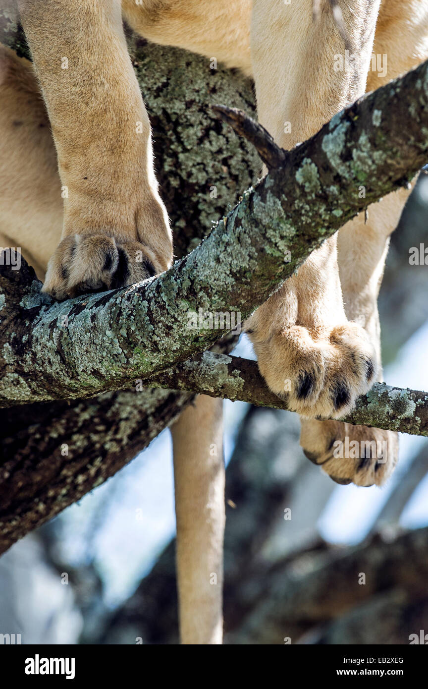 Die Füße und Zehen auf Ästen in den Baumkronen eines Baumes einen afrikanischen Löwen steht. Stockfoto