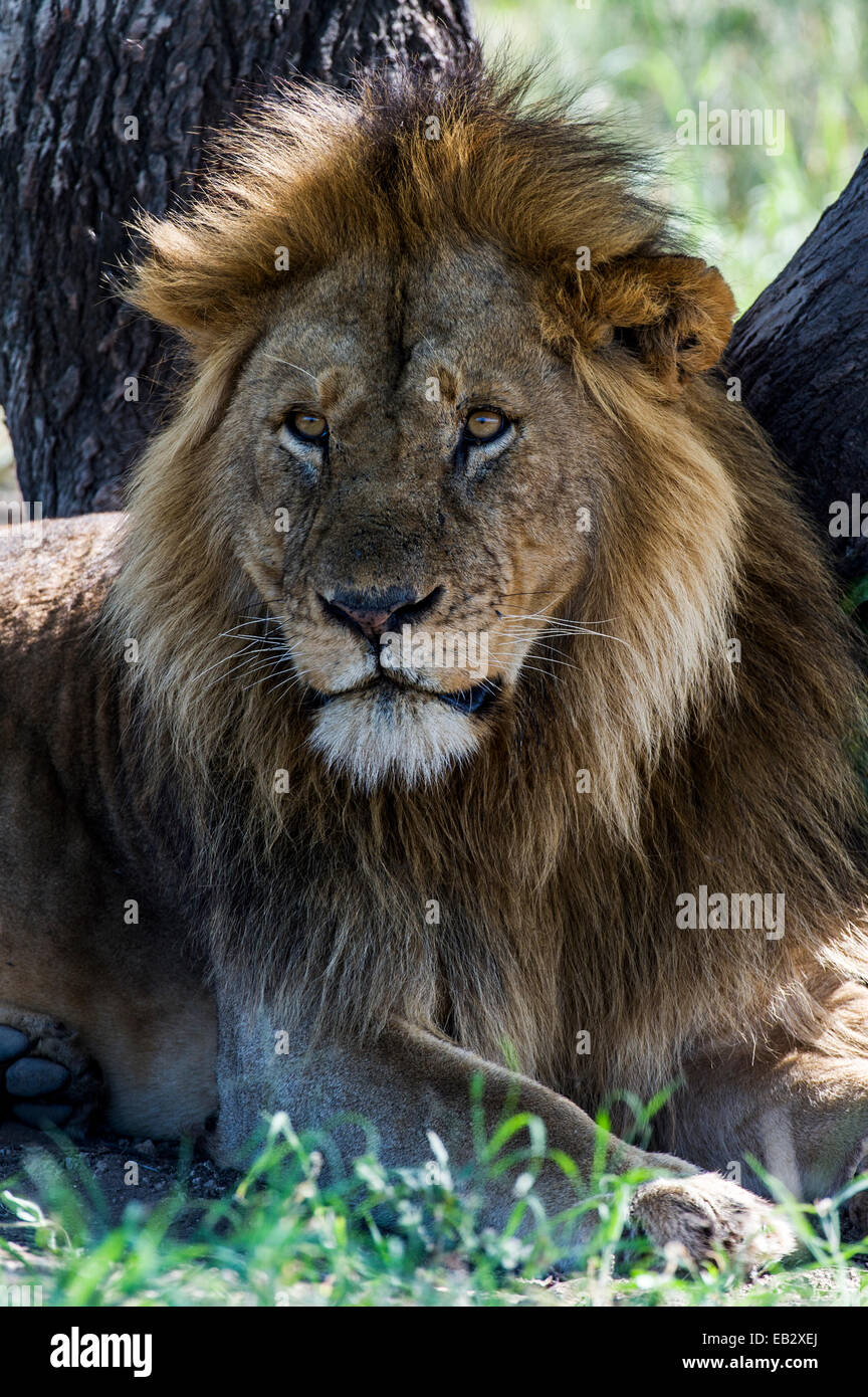 Ein männlicher afrikanischer Löwe während der Mittagshitze im Schatten eines Baumes ruhen. Stockfoto