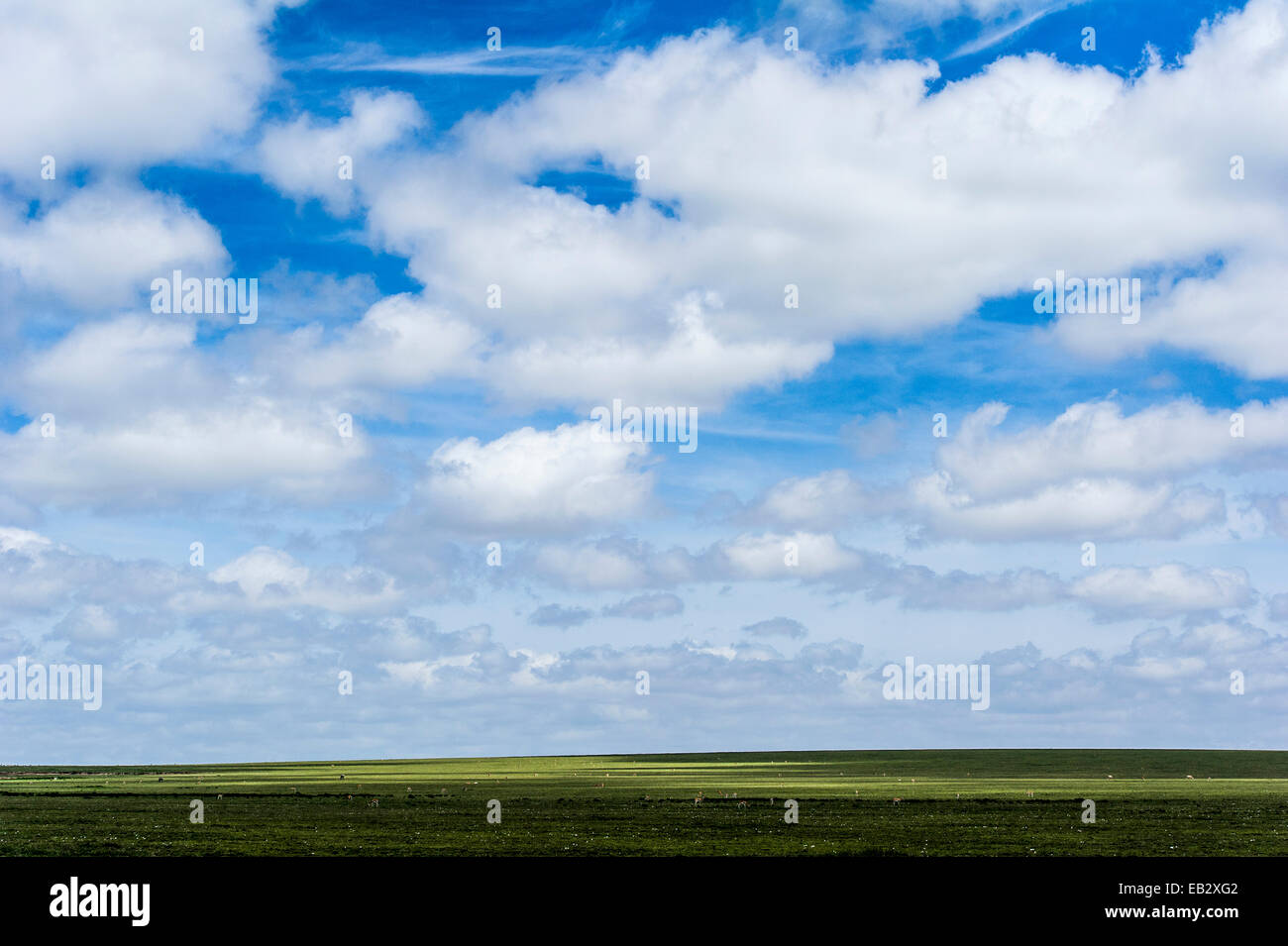 Wolken Schatten über die weiten und strukturlose kurzen Rasen Savanne schlicht und weidende Herden. Stockfoto